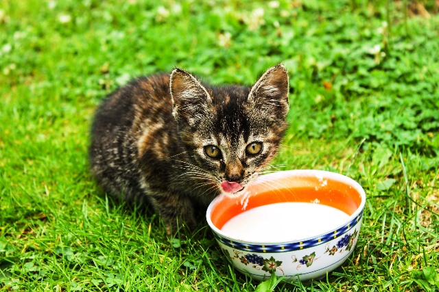 Milk- an essential kitchen staple