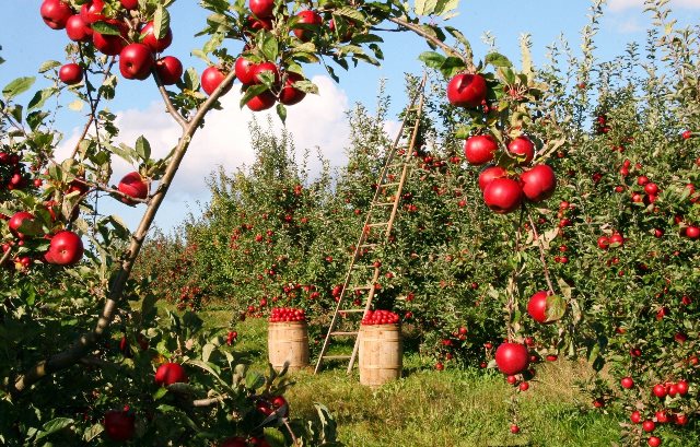 Buy seasonal food to save money at the market