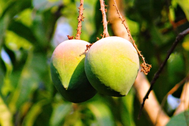 Mango fruit